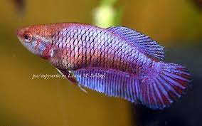 Paradise fish gourami macropodus opercularis tropical aquarium fish. An Article And Forum On Breeding Betta Fish And Caring For Fry