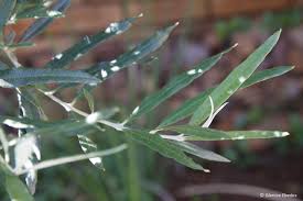 Image result for Buddleja saligna