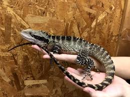 ヒガシウォータードラゴン トカゲ図鑑