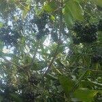 Image result for Terminalia phanerophlebia