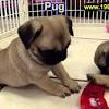 Looking for dogs and puppies in indiana? 1