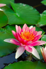 Pin On Lotus Flower Water Lily Flower