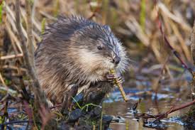 Bait the traps with apples and peanut butter. Muskrat Removal Control Wildlife Inc