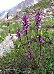 Aquilegia coerulea this classic wildflower is an iconic part of wildflower season. Southwest Colorado Wildflowers Pedicularis Groenlandica Colorado Wildflowers Southwest Colorado Wild Flowers