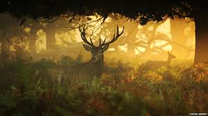 Image result for deer in richmond park