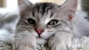evde kedi beslemenin insan sagligina zarari var mi kizlarsoruyor