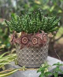 Image result for Orbea rogersii