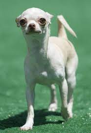 Cani Dogs Perros Chihuahua Dogsquotes Perros Chihuahua Perros Mascotas