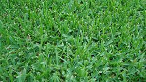 When you feed the lawn and the soil, you will stimulate the vast array of soil life, reduce soil compaction, and balance soil ph for the greatest looking lawn ever. Best Grass Types For Riverside Ca