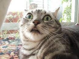 Shocked Cat Blank Meme Template Funny Cat Compilation Shocked Cat Cats