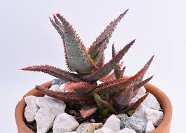 Image result for Aloe carnea