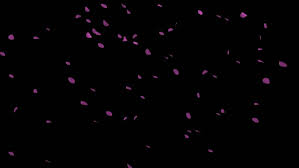 1080x1920 sakura cherry blossom iphone wallpaper home screen @panpins. Cherry Blossom Falling On Black Stock Footage Video 100 Royalty Free 1015852696 Shutterstock