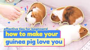 How exactly do you go about making a partial second level? Steps And Tips To Gain Guinea Pigs Love And Trust Guineadad