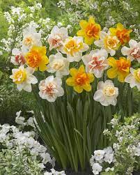 Doubles Mix Daffodil Bulbs Bulb Flowers Spring Flowering Bulbs Daffodil Bulbs