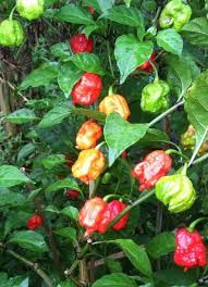 Carolina Reaper Now Ranked As World S Hottest Another Scorpion Tail Pepper Stuffed Peppers Stuffed Hot Peppers Worlds Hottest Pepper