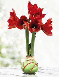 Green Picasso Base Waxed Amaryllis Amaryllis Bulb Flowers Amaryllis Bulbs