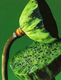 Mascolori Jungle Fever Seed Pods Green Inspiration Green