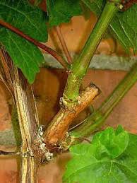 Pin Von Eibl Carine Auf Weinrebe Weinrebschnitt Weinrebe Dungen In 2020 Weinreben Pflanzen Weinrebe Garten Pflanzen