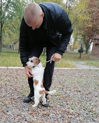 Check spelling or type a new query. Wire Haired Jack Russell Terrier Dogs Jelena Dog Shows