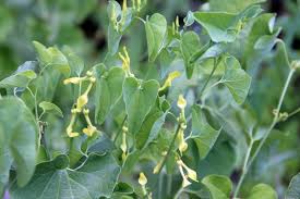 Image result for Aristolochia zenkeri