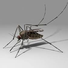 Mosquito Insect 3d Model Natural Mosquito Repellant Mosquito Repellent Mosquito