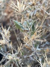 Image result for Barleria rigida
