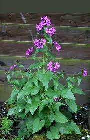 Wildflower Seeds Honesty Lunaria Annua Pink Purple Etsy Vegetable Garden Design Wildflower Seeds Chinese Garden
