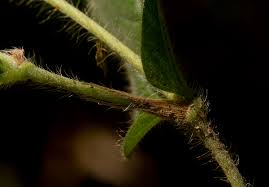 Image result for Eriosema lebrunii