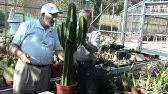 Check spelling or type a new query. Chocolate Drop Cactus Euphorbia Ingens Care Information Youtube