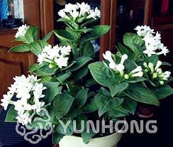 Image result for Bouvardia longiflora