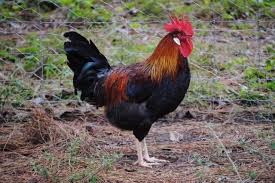 About Leghorn Chickens Feed Efficient Egg Layers