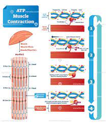 Atp Muscle Contraction Cycle Vector Illustration Labeled Scheme Muscular System Muscle Contraction Contractions