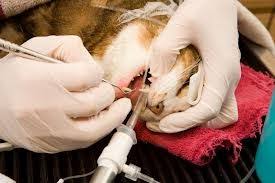 Cleaning your cat's teeth at home can remove the plaque on a daily basis and prevent the deposits of tartar. Cat Dental Costs Why Are They So High Uniquely Cats Veterinary