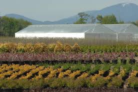 A world whose sole purpose is perfect for a strange plant farm. Nursery And Greenhouse Osu Extension Service