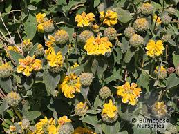 Maybe you would like to learn more about one of these? Phlomis Fruticosa From Burncoose Nurseries