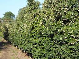 Image result for Curtisia dentata