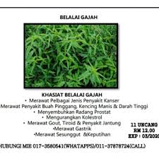 Khasiat daun belalai gajah dikatakan mampu membantu mengatasi masalah seperti kanser, buah pinggang, radang prostat, kolesterol, tekanan darah tinggi, asid urik tinggi, diabetes, mengurangkan risiko salur darah tersumbat, membuang toksin dalam badan di samping mengurangkan keletihan. Pengobatan Dan Khasiat Herbal Khasiat Buah Lai