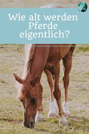 Er ist im jahre 1960 geboren. Pin Auf Mein Pferd