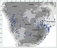Image result for Bambekea racemosa