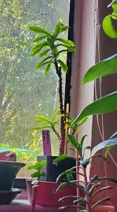 Image result for Monadenium torrei