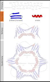 Protein Secondary Structure Wikipedia