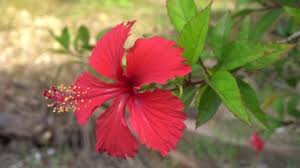 The national flower is the bayahibe rose and the national tree is the west indian mahogany. Hibiscus Rosa Sinensis Pollen Asian Flower Stock Footage Video 100 Royalty Free 1032805772 Shutterstock