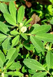 Image result for Trigonella