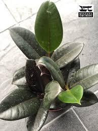 Image result for Moraceae