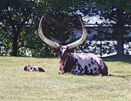 Watusi Cow This Breed Was Native To Africa View On Black Flickr