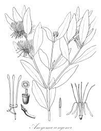 Image result for Agelanthus zizyphifolius