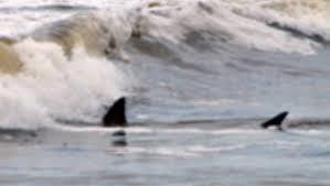 Large Whale Group Spotted Off New England Includes Orca Eating A Tuna,  Dozens Of Endangered Species | Ap | Record-Eagle.Com