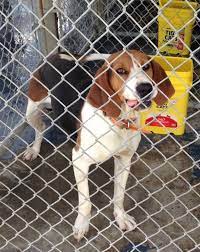 Greeneville Tn Twc Greene County Animal Control Animal Control Greene County Greeneville