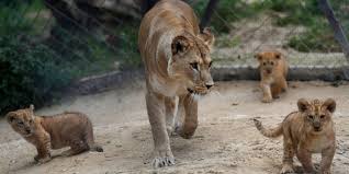Head to head statistics and prediction, goals, past matches, actual form for liga mx. Nacen Tres Crias De Leon Del Atlas Especie Milenaria Declarada Extinta