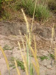 Image result for Setaria sphacelata